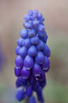 Common grape hyacinth